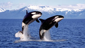 Kanada Orcas iStock slowmotiongli